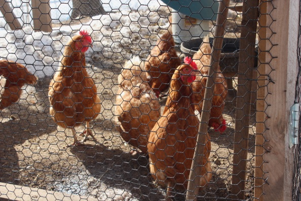 Red hens at Wright-Locke Farm