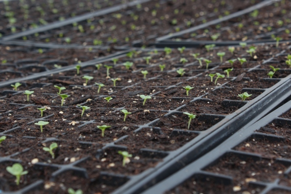 Sprouting bok choy seed tray at Wright-Locke Farm